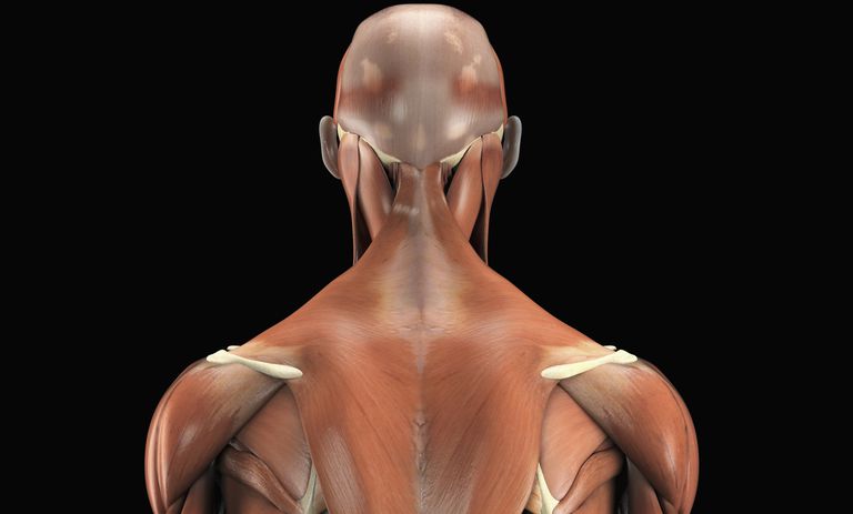 Músculos de la espalda extrínsecos
