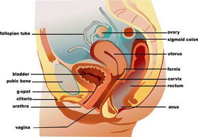Urología femenina y anatomía sexual externa