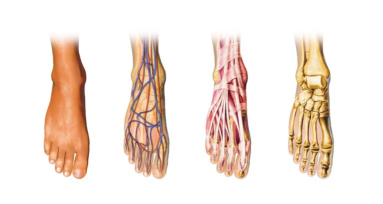 Anatomía y fisiología del pie