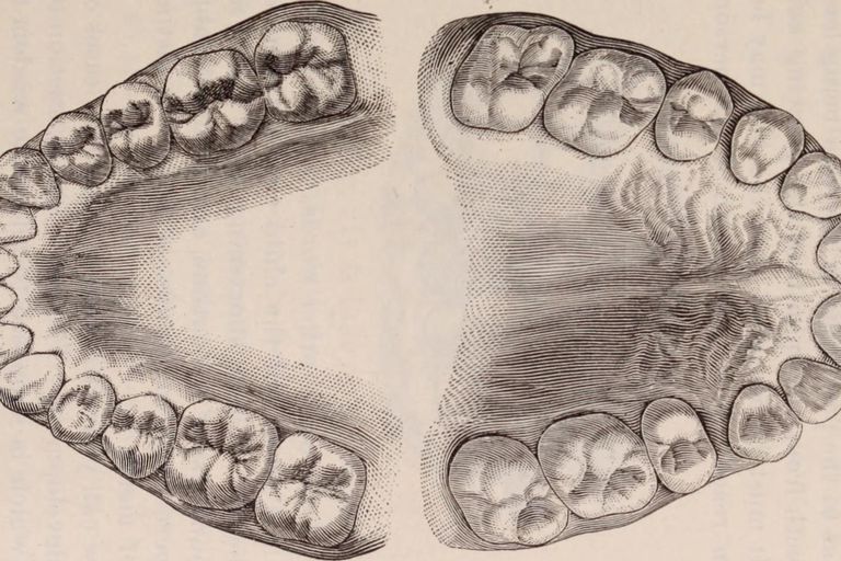 Las funciones de los dientes molares y de la sabiduría