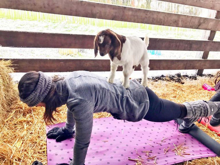 Yoga de cabra y entrenamientos centrados en los animales