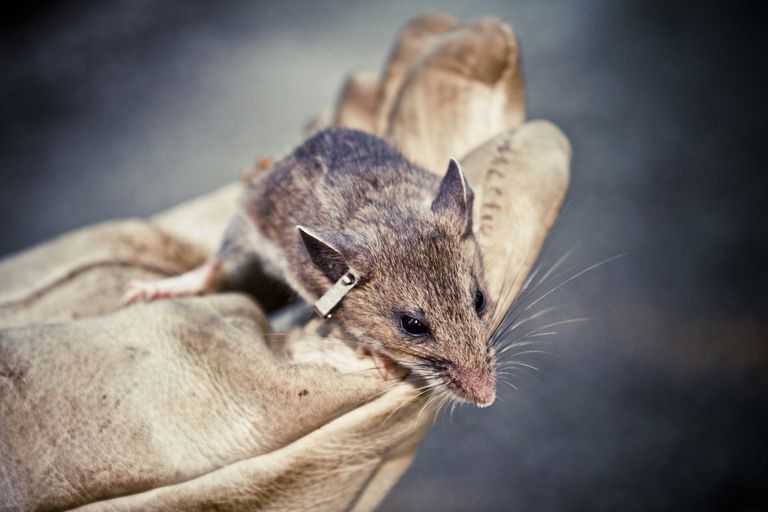 Hantavirus: una razón para mantener a los ratones fuera de su casa
