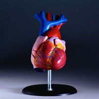 Un paciente con una enfermedad cardíaca debería cumplir con criterios específicos para respaldar un pronóstico terminal y calificar para el cuidado de hospicio. Un médico toma la decisión de si la enfermedad cardíaca tiene un pronóstico terminal según si el paciente recibe un tratamiento óptimo con diuréticos y vasodilatadores, si tiene angina de pecho en reposo que es resistente a la terapia de nitrato estándar y si tienen síntomas de insuficiencia cardíaca congestiva. en reposo y se clasifican como una Clase IV de las Asociaciones del Corazón de Nueva York.