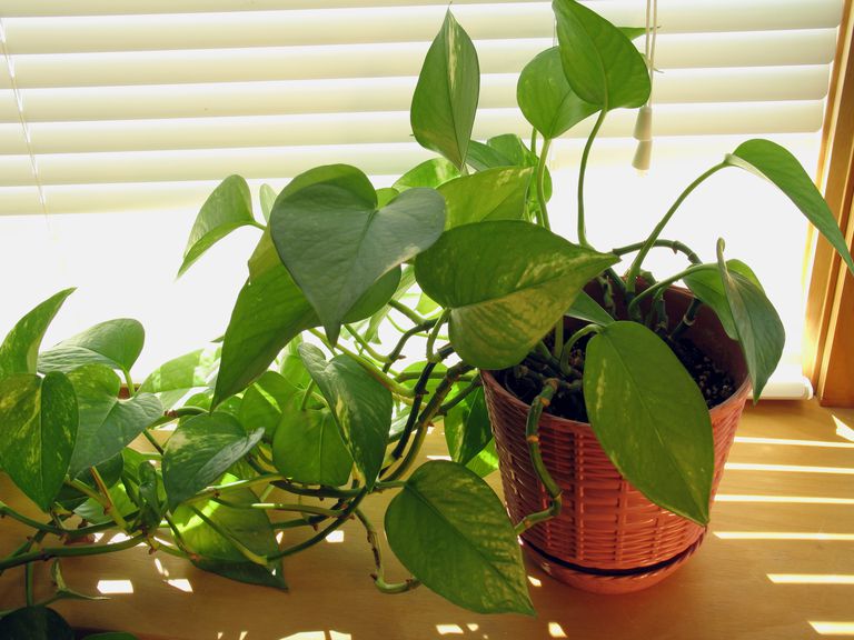 Plantas de interior que pueden purificar el aire interior