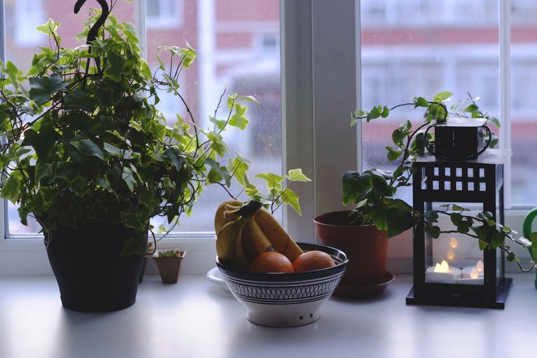 Plantas de interior que pueden purificar el aire interior