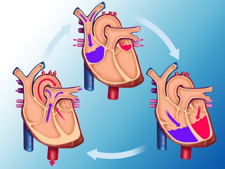 Cómo funciona su sistema circulatorio