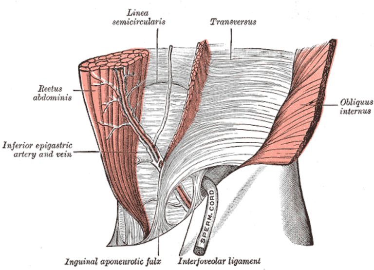 La importancia del músculo transverso del abdomen (TVA)