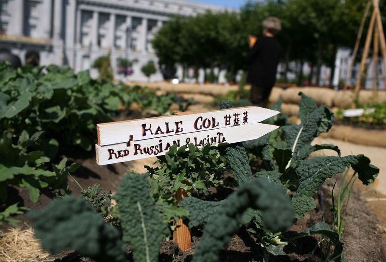 Kale: Información nutricional
