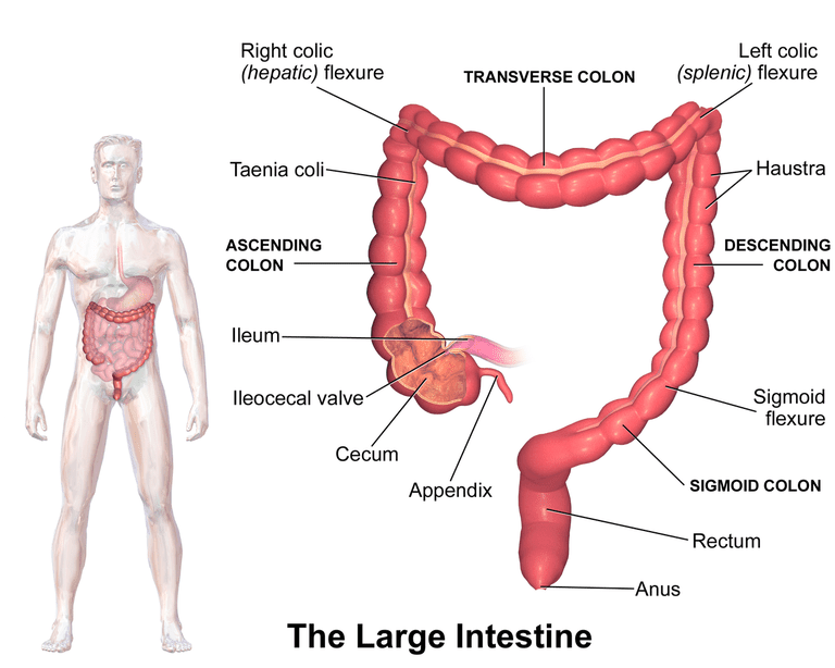 Una mirada dentro de su sistema digestivo