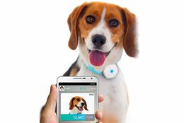 Los 4 mejores podómetros de perros para comprar en 2018 para rastrear la actividad de su mascota