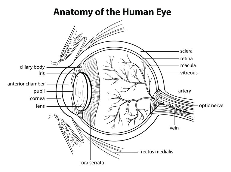 Salud ocular te La telangiectasia macular, a veces denominada telangiectasia macular yuxtafoveal idiopática (y abreviada MacTel), es una enfermedad que afecta la parte del ojo llamada mácula y causa degradación o pérdida de la visión central. La mácula es la parte de la retina, la capa sensible a la luz que recubre la parte posterior del ojo. La mácula nos permite tener una visión central fina, detallada y clara. Te La telangiectasia macular causa enfermedad dentro de los pequeños vasos sanguíneos que afectan el centro de la fóvea, el centro de la mácula.