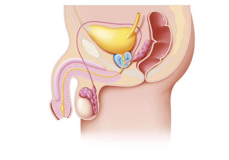 Anatomía reproductiva masculina y cáncer testicular