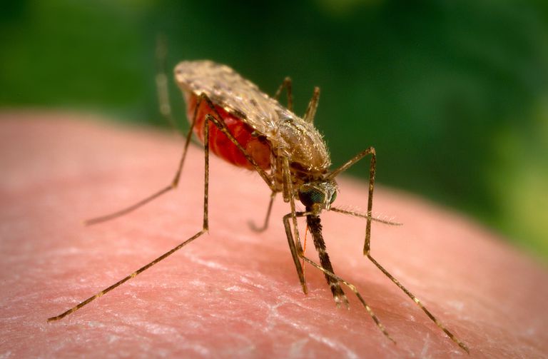 Mordidas de mosquitos: trate la picazón y reconozca las infecciones