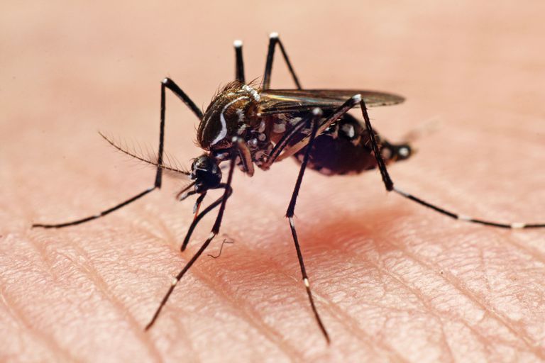 Más allá del Zika: qué se debe saber sobre las enfermedades transmitidas por mosquitos