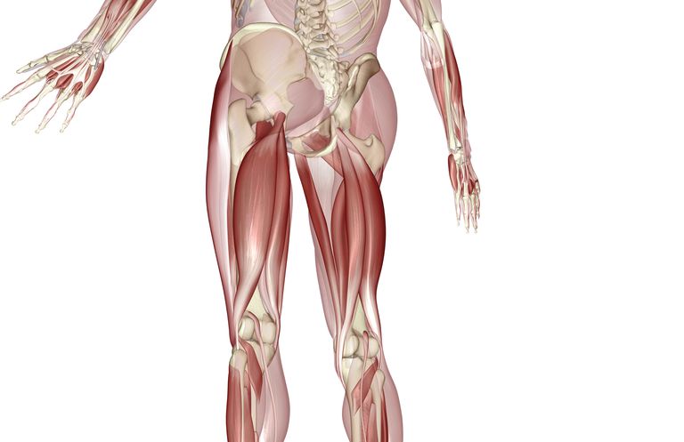 Músculos de isquiotibiales, posición pélvica y dolor de espalda