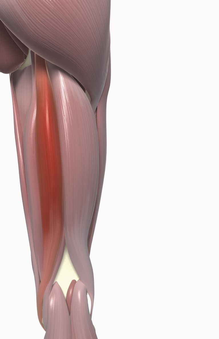 Músculos de isquiotibiales, posición pélvica y dolor de espalda