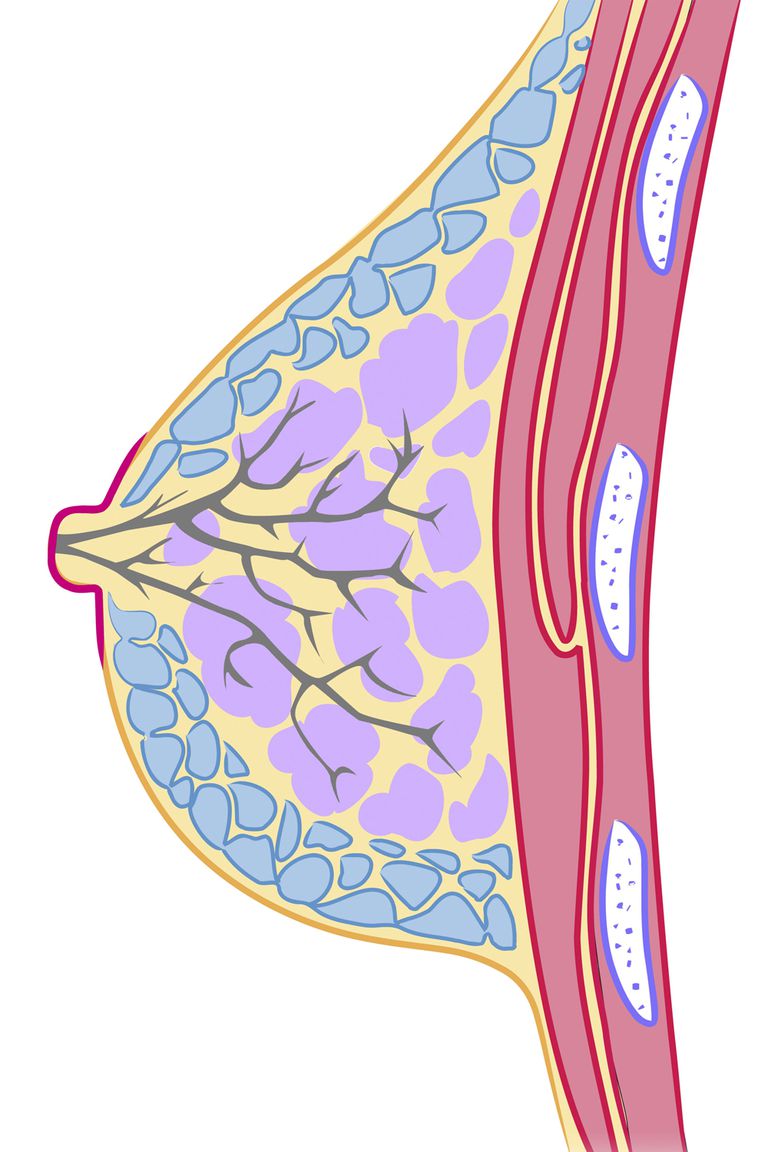 Las partes del seno externo