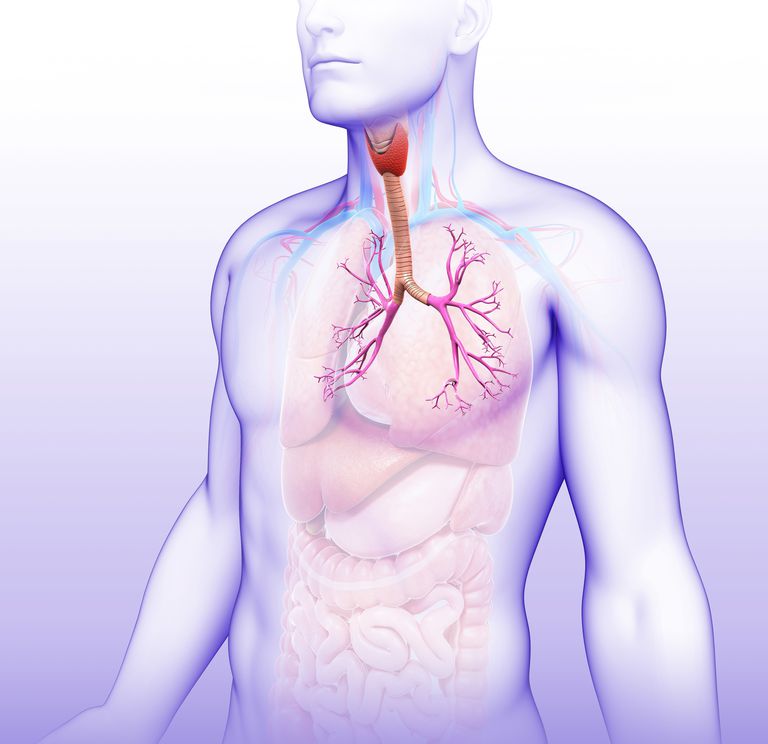 Fisiología de cómo funciona la respiración F Fibrosis quística