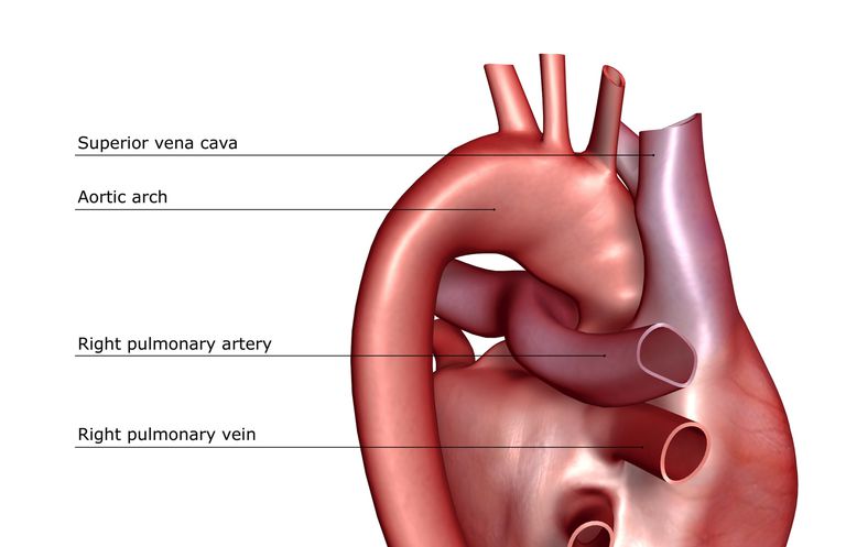 Función de la arteria pulmonar en el cuerpo