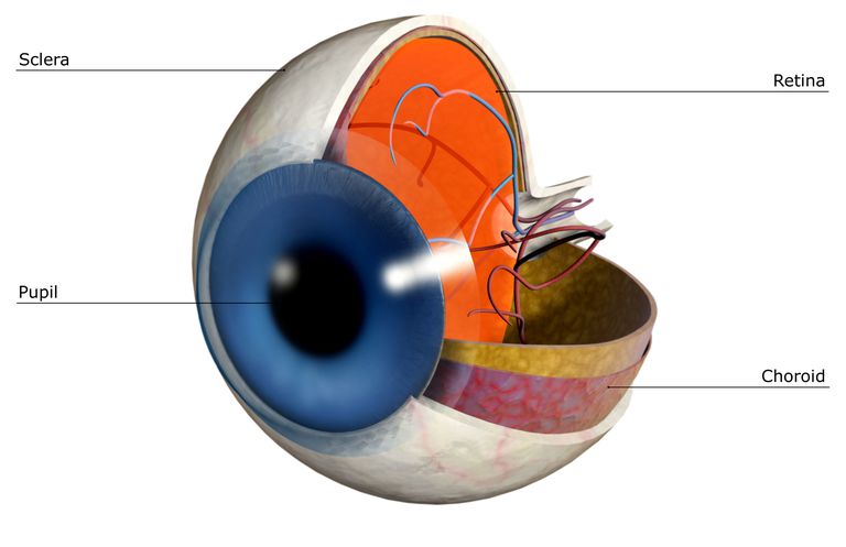 Esclerótica: la anatomía del ojo humano