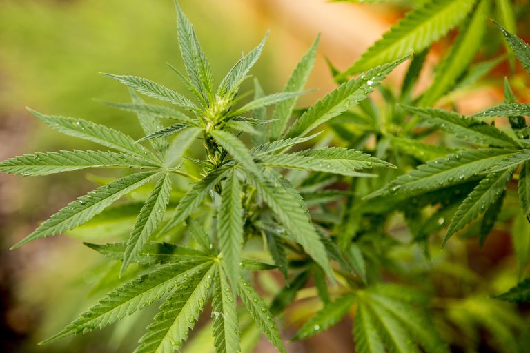 ¿Debería legalizarse la marihuana?
