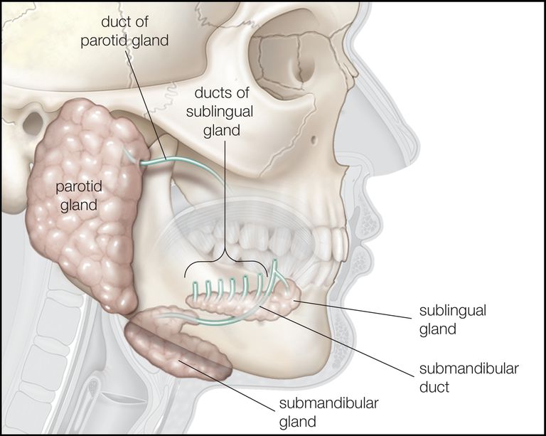 Signos y síntomas del cáncer de la glándula salival