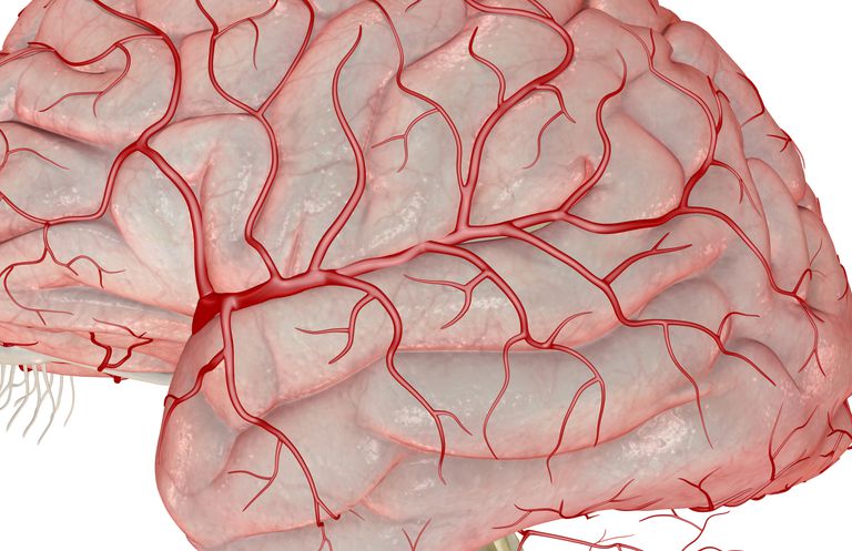Cerebro y sistema nervioso