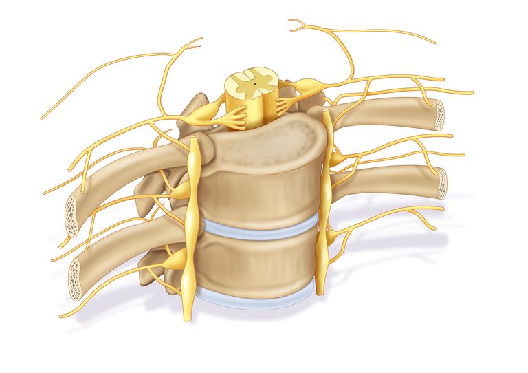 Definición de la raíz del nervio espinal