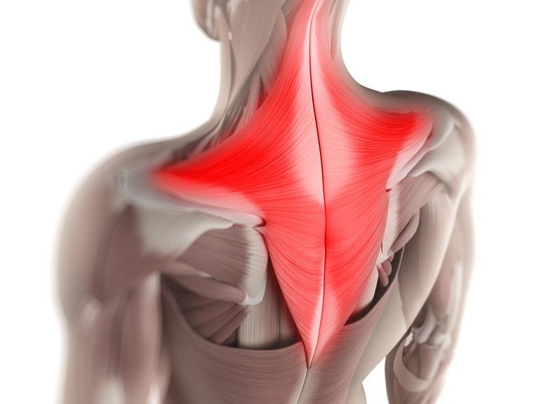 Anatomía superficial de la espalda y el núcleo
