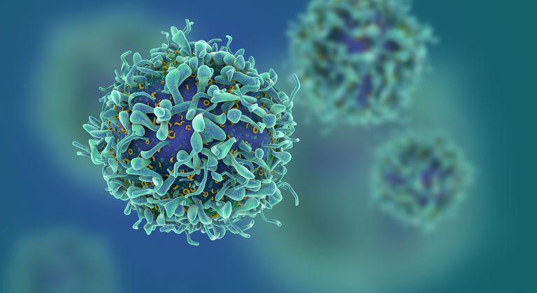 Las 10 mejores cosas que debe saber sobre los linfocitos