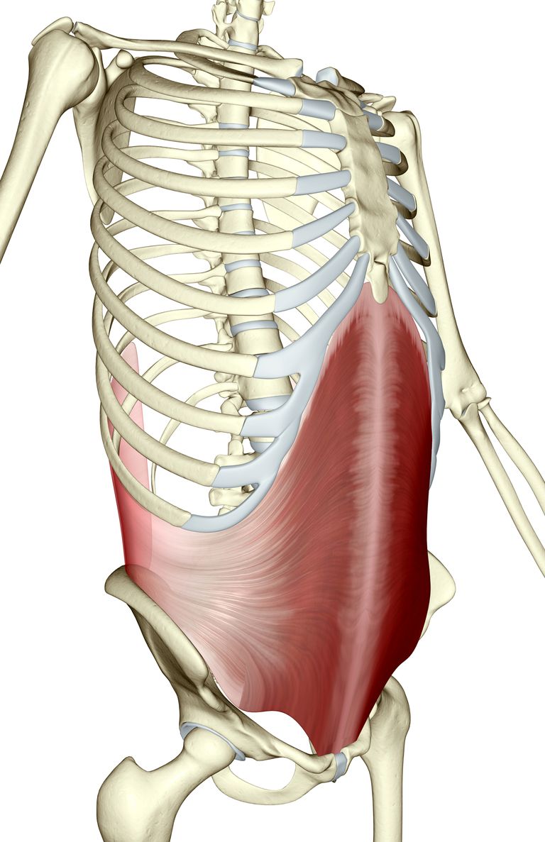 Abdominales transversales: un músculo central clave