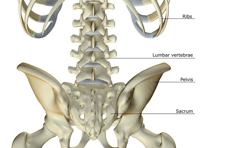 Proceso transversal, Lamina y más. Anatomía espinal para el resto de nosotros