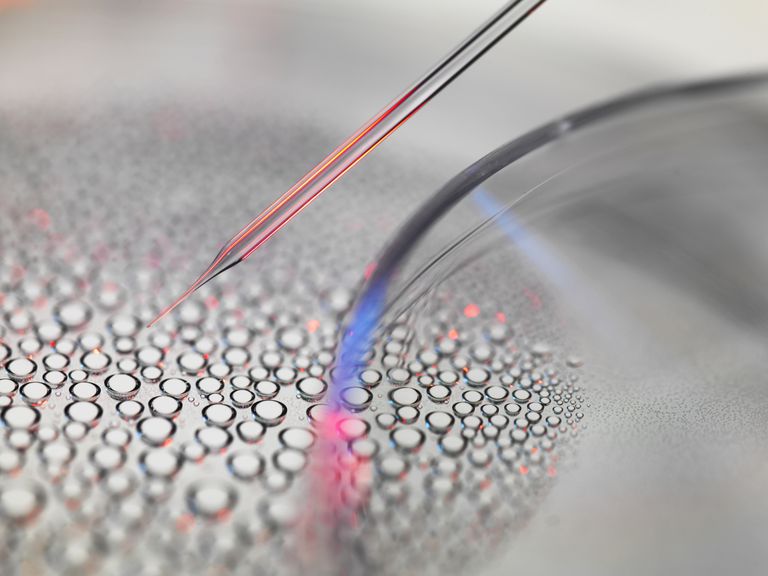 Comprender la investigación con células madre embrionarias y adultas