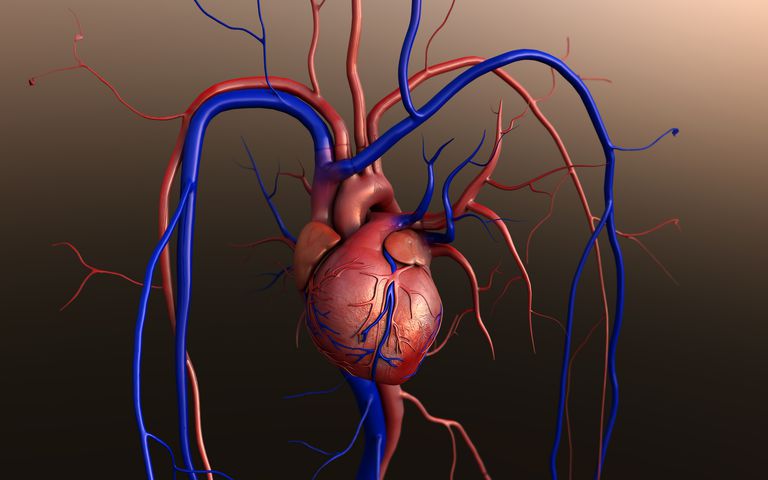 Comprensión de los trasplantes de corazón