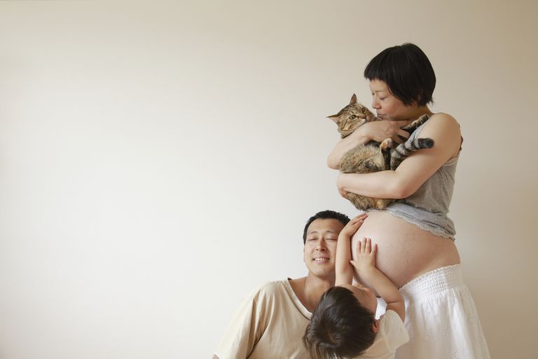 Comprender los riesgos de la propiedad del gato durante el embarazo