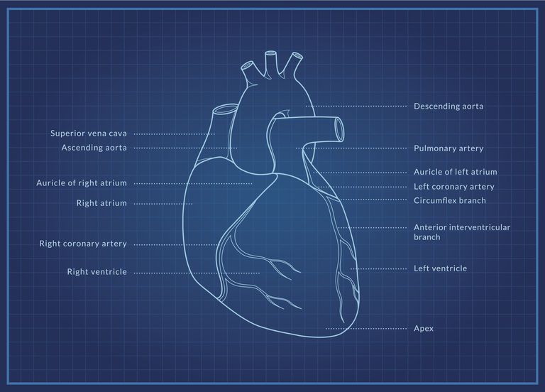 ¿Qué significa Cardiothoracic en cirugía?
