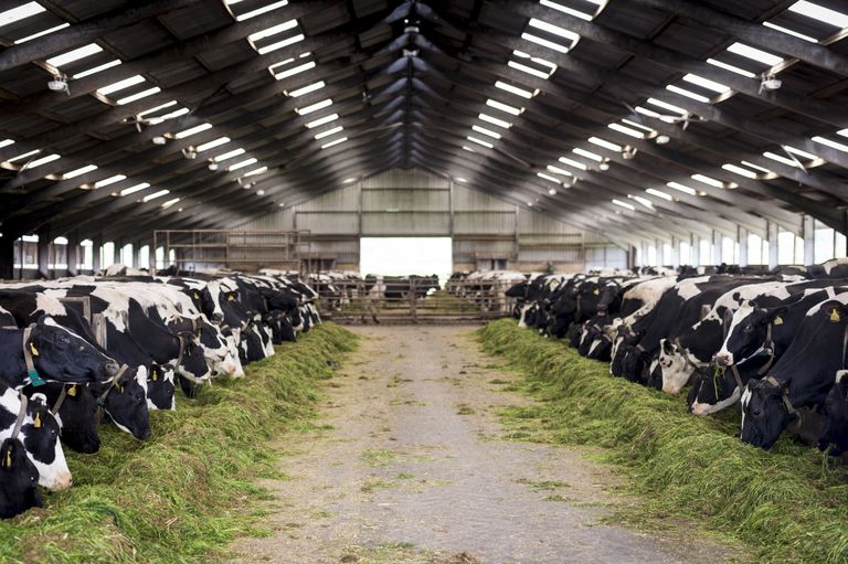 ¿Qué infecciones puedes obtener de la leche de vaca?