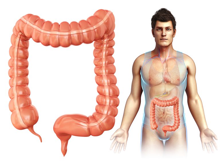 ¿Qué es la función del colon?