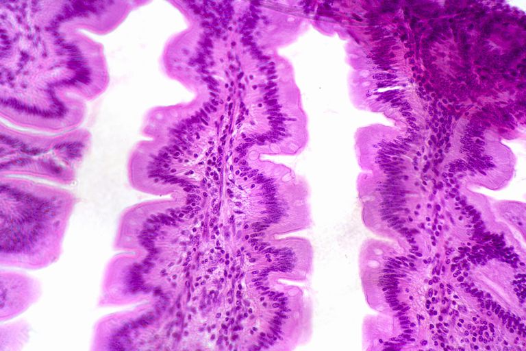 ¿Qué papel juega el yeyuno en el intestino delgado?