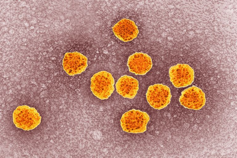 ¿Cuál fue la prueba de RIBA para la hepatitis C?