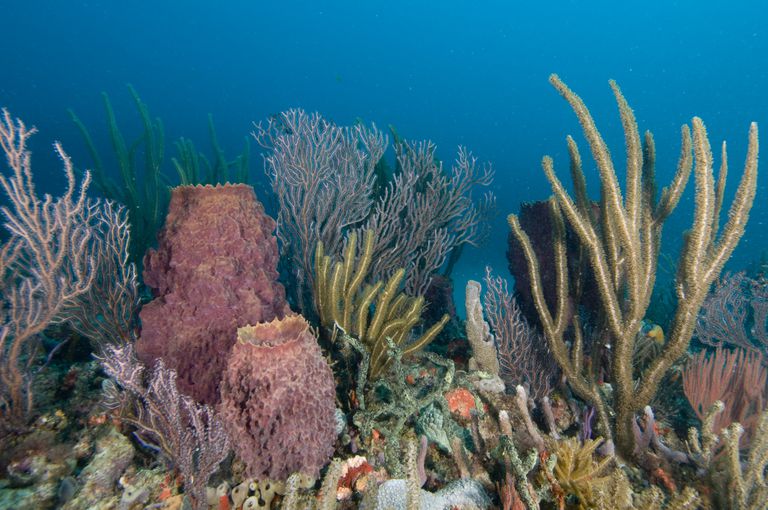 Lo que necesita saber sobre el calcio de coral
