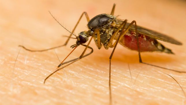 Por qué los mosquitos no propagan la hepatitis