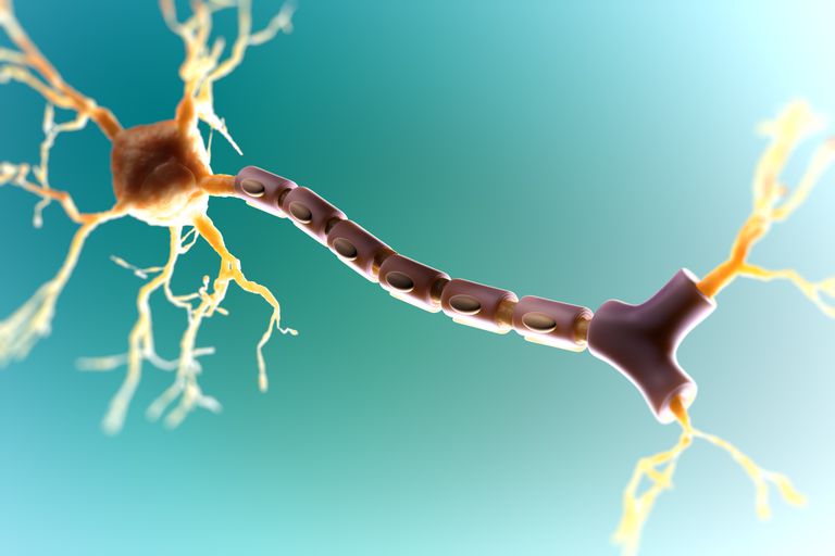 ¿Por qué reparar la vaina de mielina es un enfoque principal en la investigación de la EM?